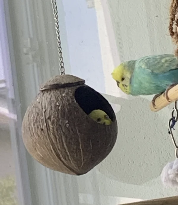 Wellensittich-Bild: Und Bumbi schaut es verliebt an