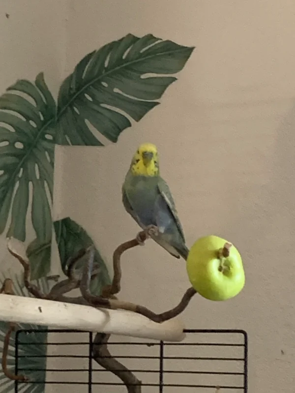 Wellensittich-Bild: gestatten: ich bin der Neue!