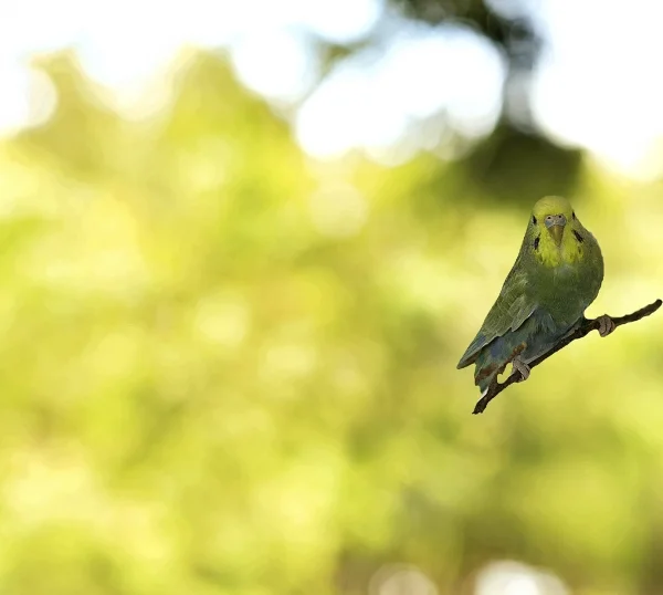 Wellensittich-Bild: Partner von Bumbi