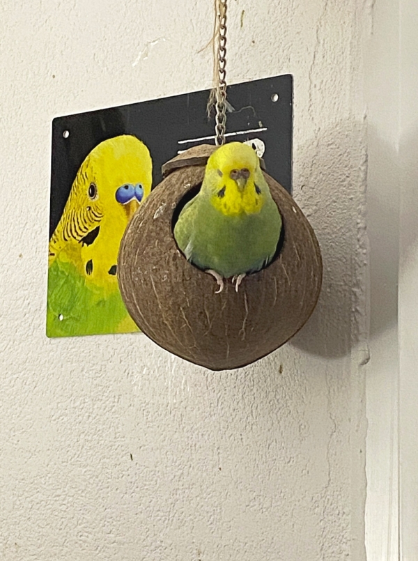 PHPSESSID