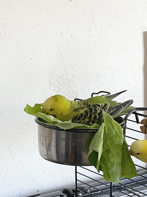 Wellensittich-Bild: Ducky beim Baden