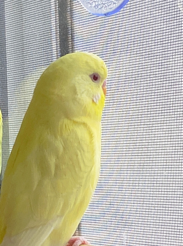 Tweety