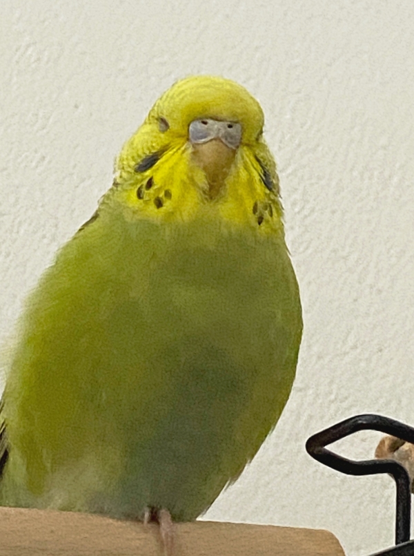 Ducki