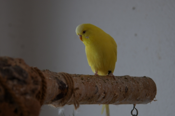 Mein Tweety