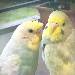Bimbi und Bumbi als Zwerge
