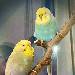 Bimbi und Bumbi