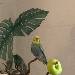 Tweety