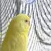 tweety