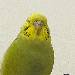 Ducki