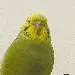 ducki