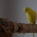 Mein Tweety