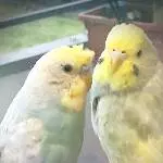 Bimbi und Bumbi als Zwerge