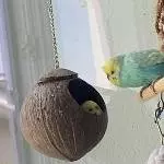 Bimbi im Kügelchen 