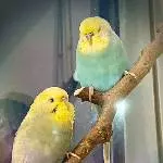 Bimbi und Bumbi
