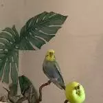 Das ist Muffi