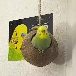 Bimbi in der Kugel