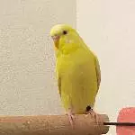 Tweety - richtig frech!