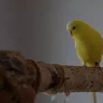 Mein Tweety