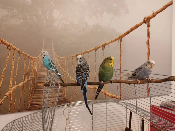 Wellensittich-Bild: Sky, Avi, Minty und India