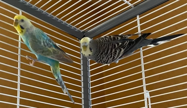 Wellensittich-Bild: Sunny & Rocky