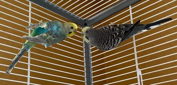 Wellensittich-Bild: Sunny & Rocky 