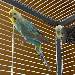 Sunny & Rocky unsere neuen Wellis 