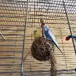 Unsere beiden Wellis Charly (gelb) und Lucky (blau weiß) 