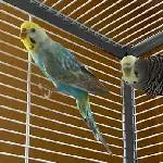 Sunny & Rocky unsere neuen Wellis 