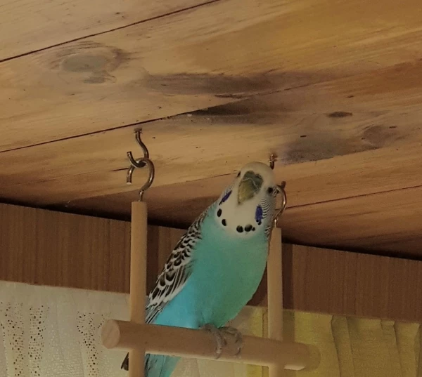 Wellensittich-Bild: Bubi auf seiner Lieblingsschaukel