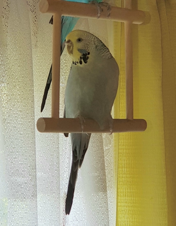 PHPSESSID