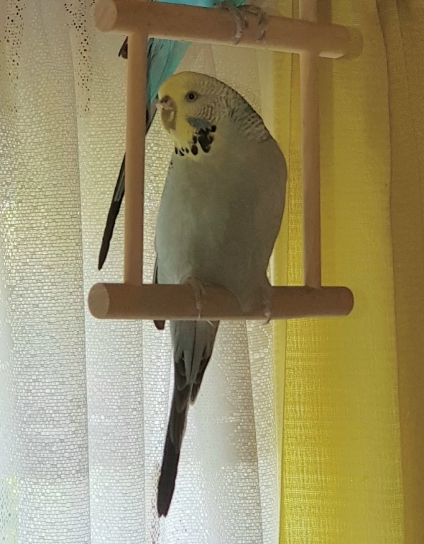 Wellensittich-Bild: Susi am Fenster