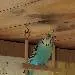 Bubi