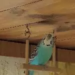 Bubi auf seiner Lieblingsschaukel