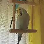 Susi auf der Schaukel
