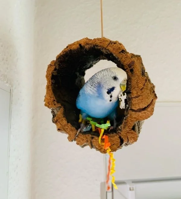 Wellensittich-Bild: Die Schredder-Königin 