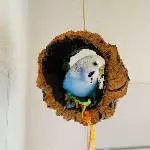 Hi ich bin Coco