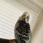 Hi ich bin Siggi