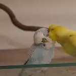 Lemon mit Ice