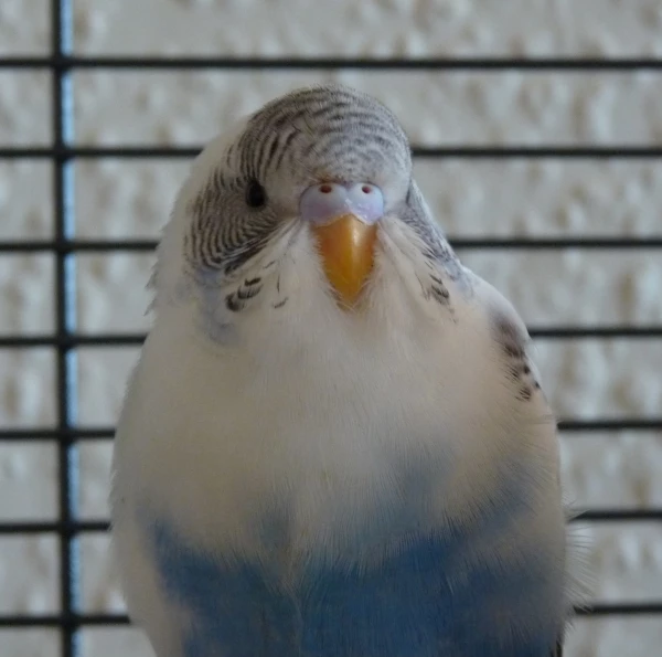 Wellensittich-Bild: Die kleine Jacky so wie sie zu uns kam. 