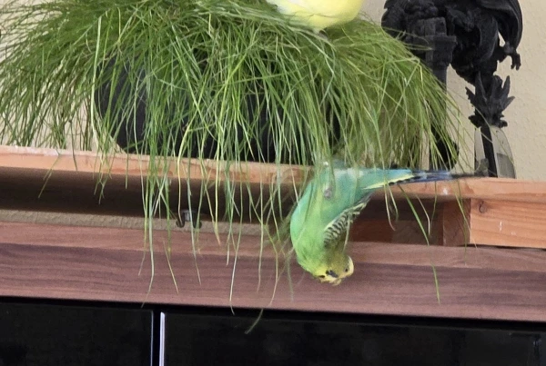 Wellensittich-Bild: Midori rutscht aus dem Katzengras ab 