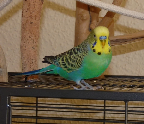 Wellensittich-Bild: Flummis Busenkumpel und Weiberheld. Er hatte immer mehrere Hennen am Start 