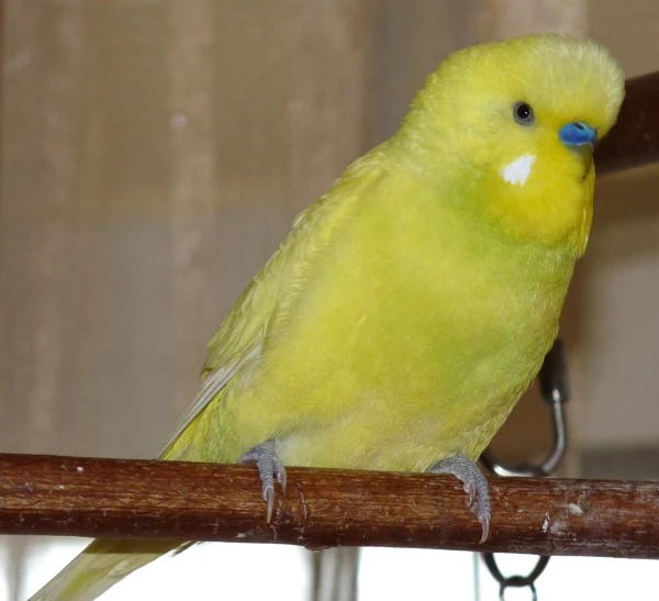 Wellensittich-Bild: Sieht aus wie eine unreife Zitrone. Passender kann der Name Lemon kaum sein. 