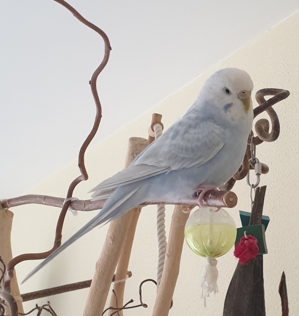 Pieper