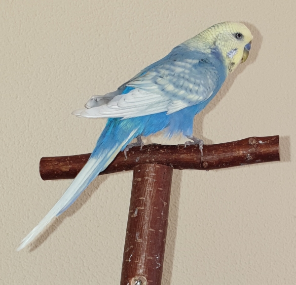 Artus