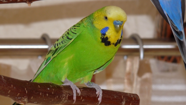 Merlin