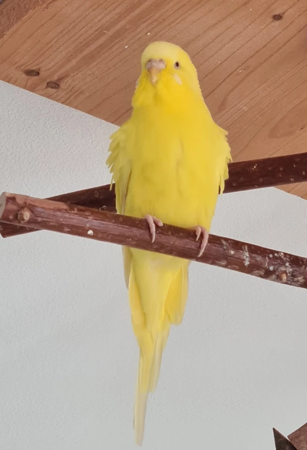 Wellensittich-Bild: ... ist nur als Vogel ein Genuss. :D