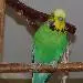 Midori