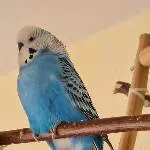 Der große Blue 