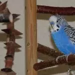 Der blaue Max 