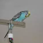 Nimué auf der Lampe 